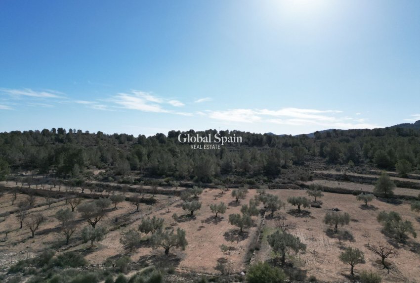 Resale - LAND -
MONÓVAR - Monovar