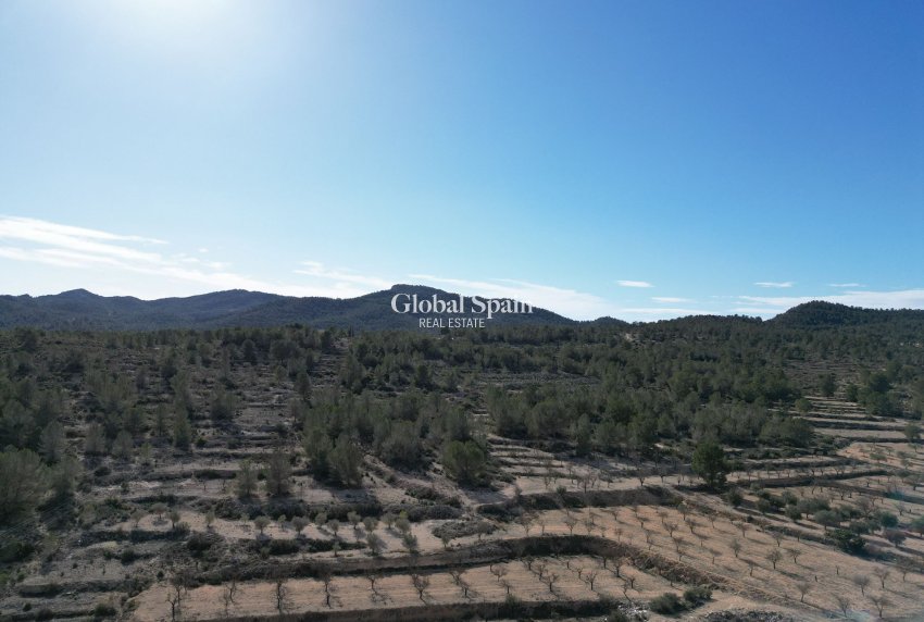 Resale - LAND -
MONÓVAR - Monovar