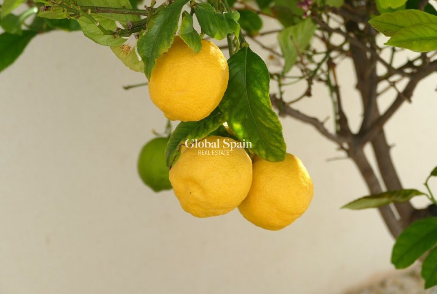 Resale - VILLA -
BENIJÓFAR - Costa Blanca