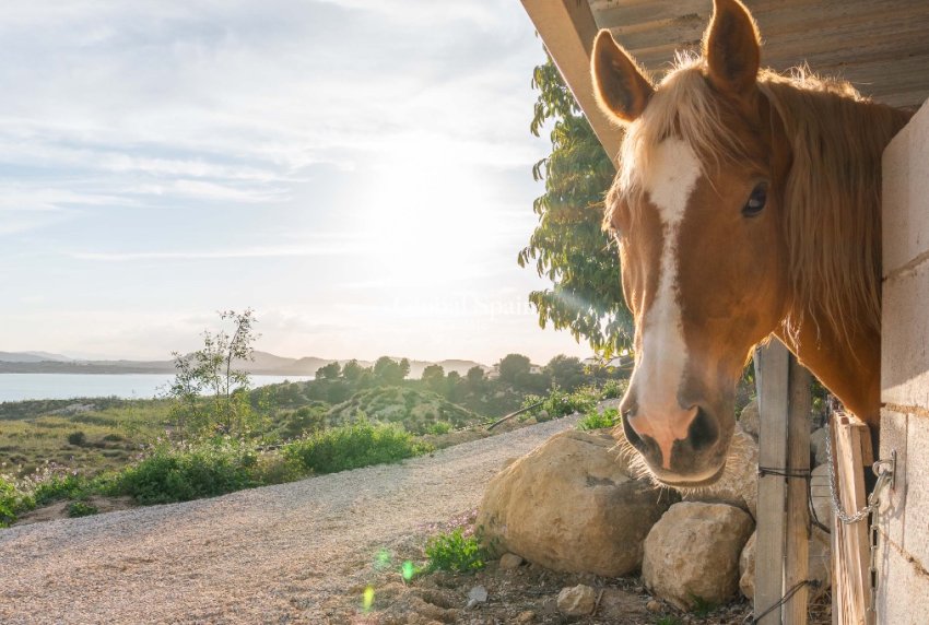 Resale - Villa -
Costa Blanca - Orihuela Costa