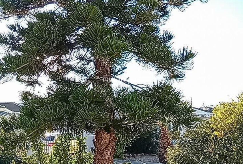 Resale - VILLA -
TORREVIEJA - La Siesta