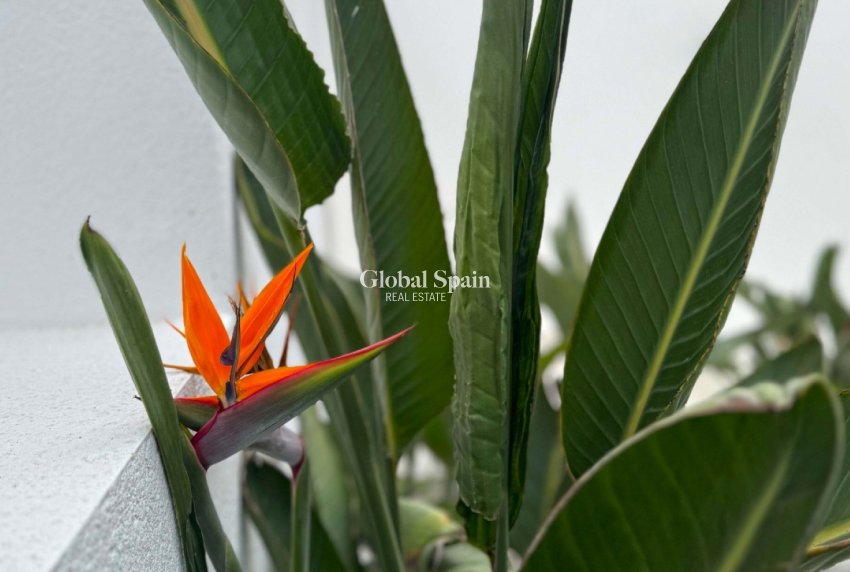 Resale - VILLA -
TORREVIEJA - LOS BALCONES - LOS ALTOS