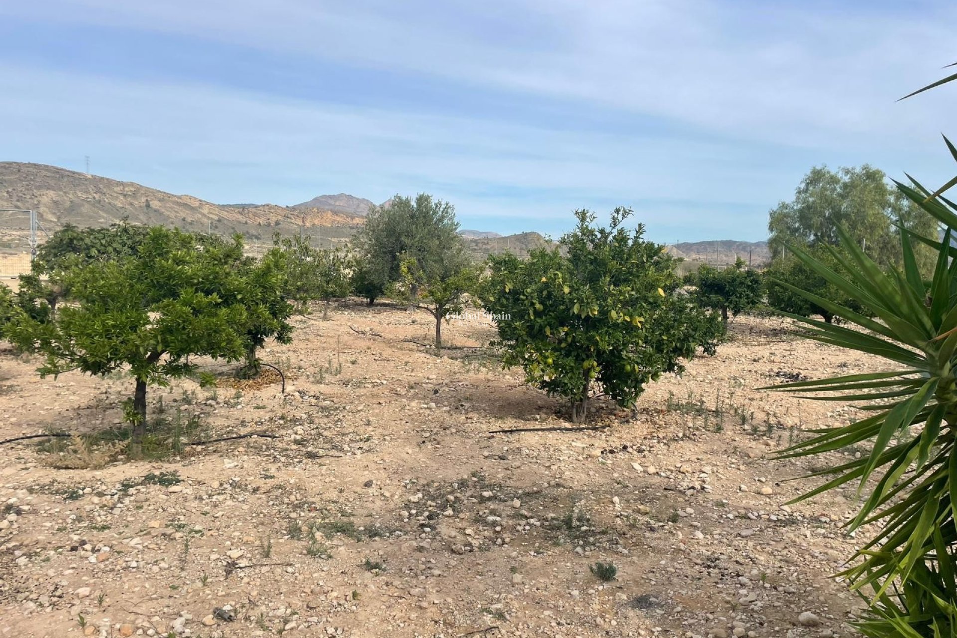 Revente - Finca / Propriété de campagne -
Abanilla
