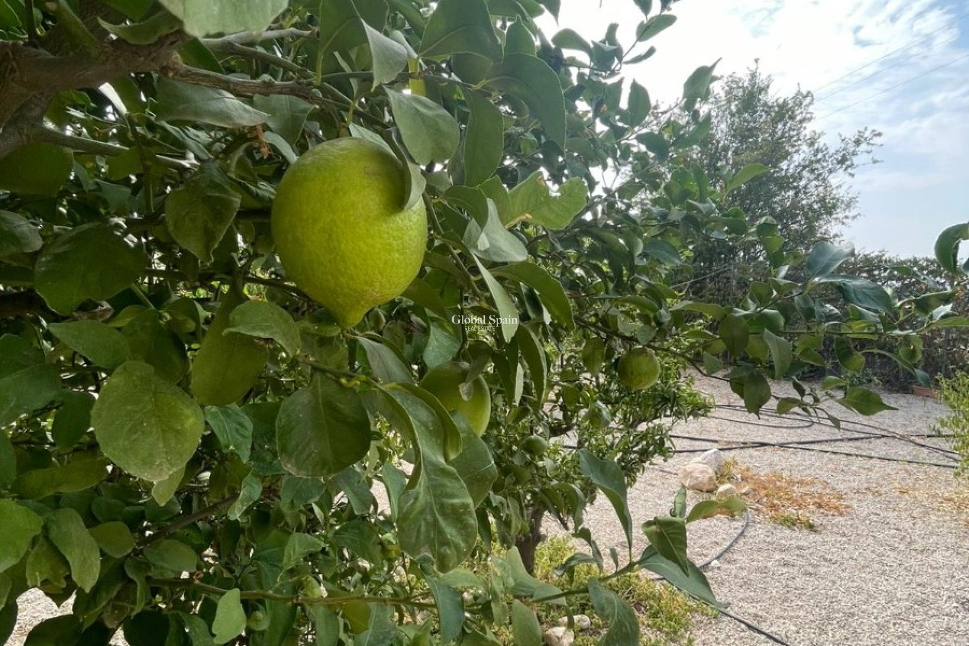Revente - MAISON -
ABANILLA - Abanilla