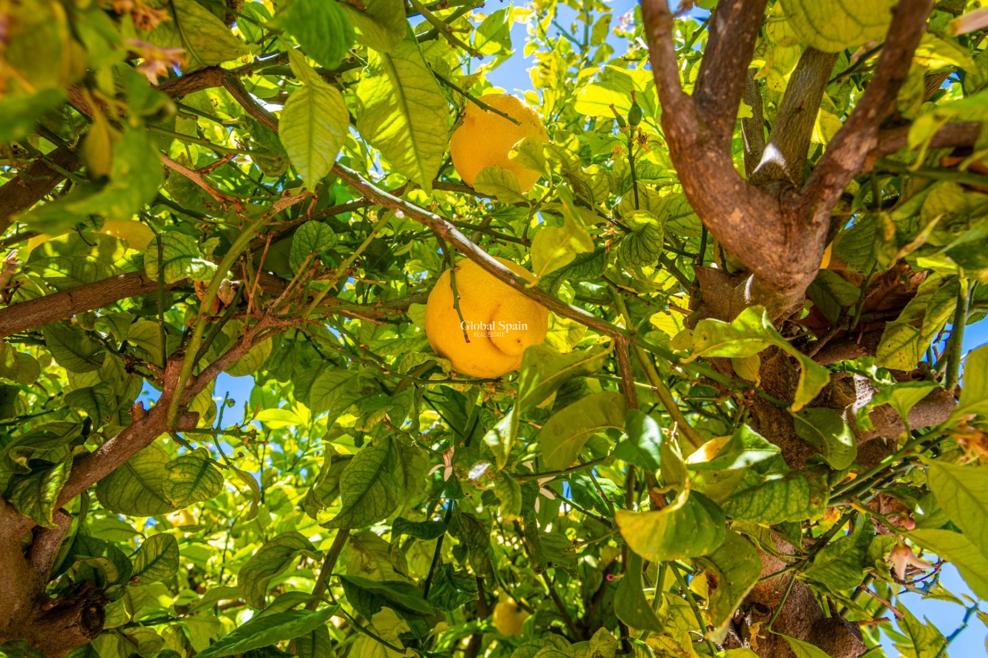 Revente - Maison -
SAN FULGENCIO - urb.la marina