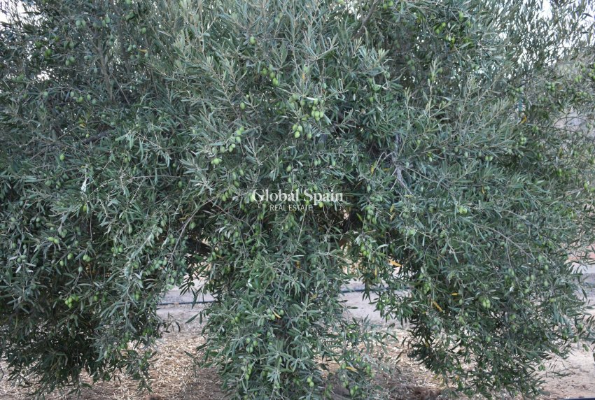 Revente - MAISON -
TORRE PACHECO - Dolores De Pacheco