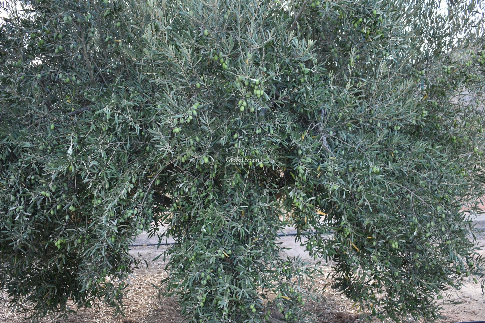 Revente - MAISON -
TORRE PACHECO - Dolores De Pacheco