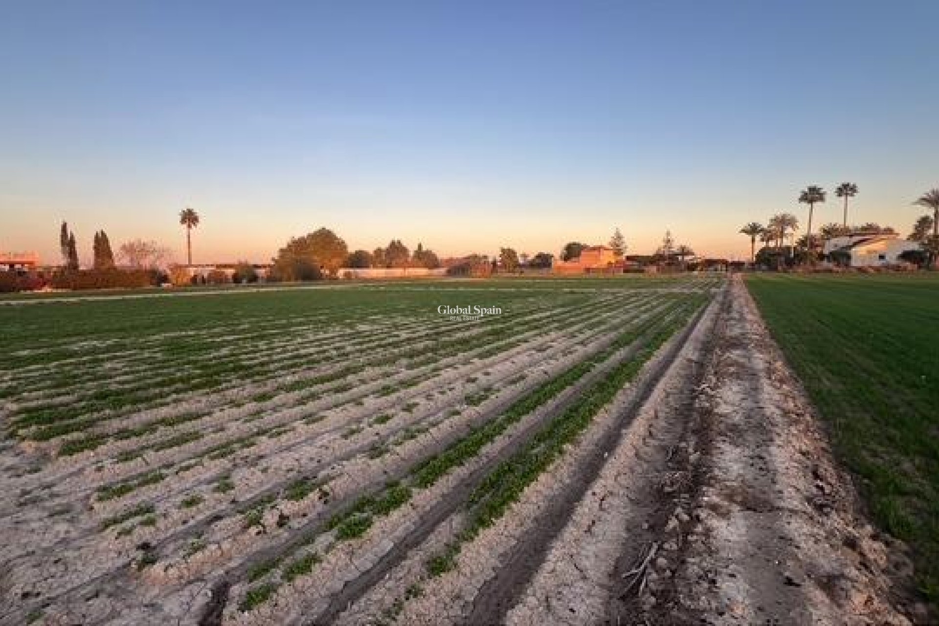 Revente - PARCELLE DE TERRAIN -
DOLORES - Comunidad Valenciana