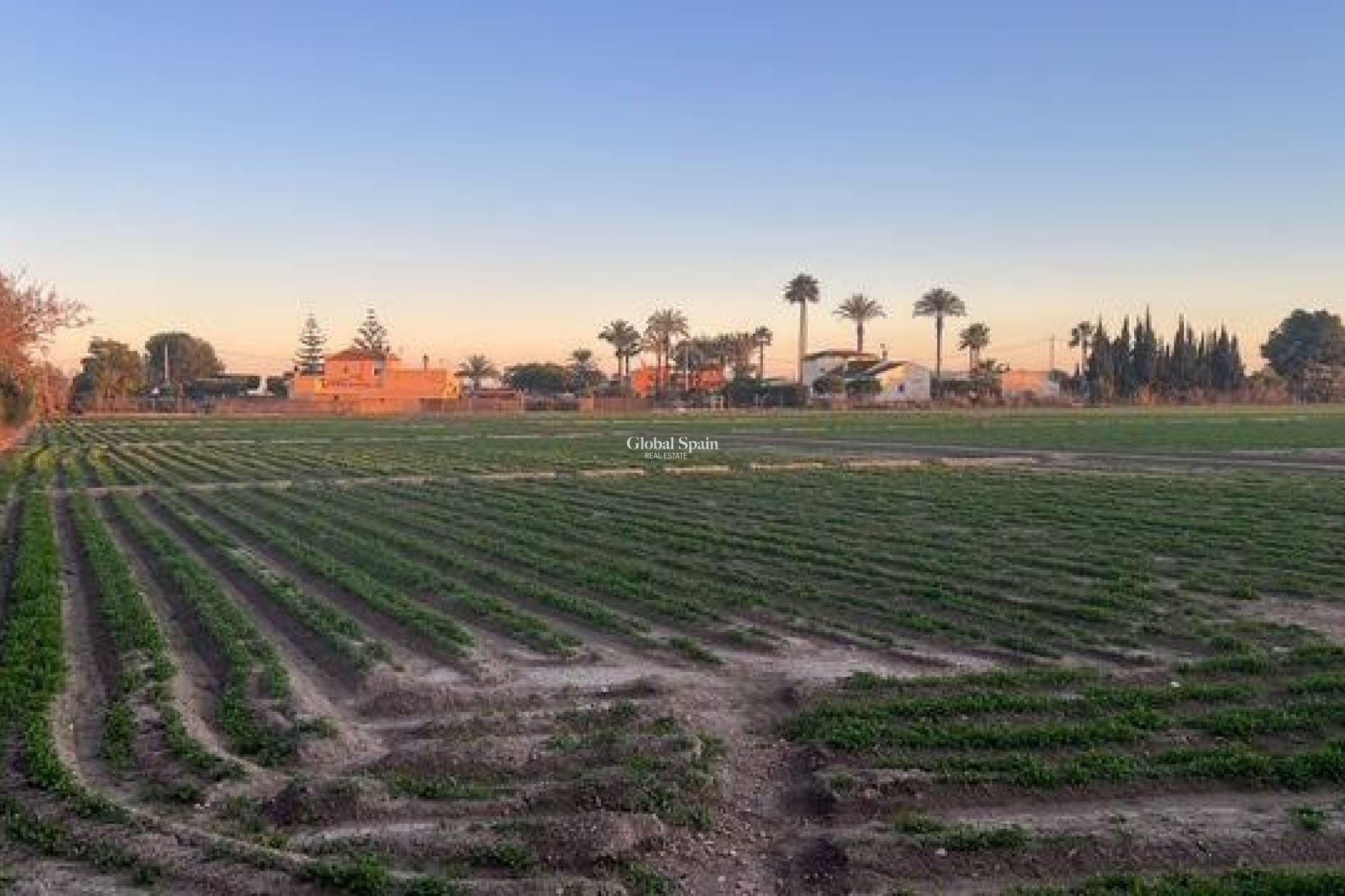 Revente - PARCELLE DE TERRAIN -
DOLORES - Comunidad Valenciana