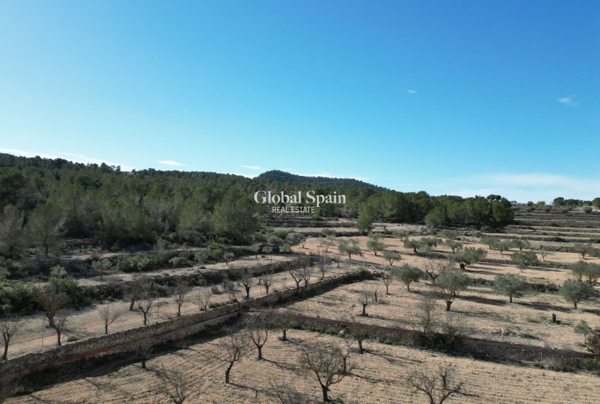 Revente - PARCELLE DE TERRAIN -
MONÓVAR - Monovar