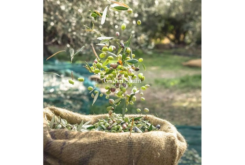 Revente - PARCELLE DE TERRAIN -
MURCIA - Inland