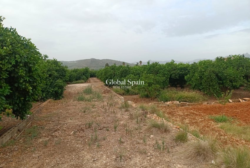 Revente - PARCELLE DE TERRAIN -
PEDREGUER - Pedreguer