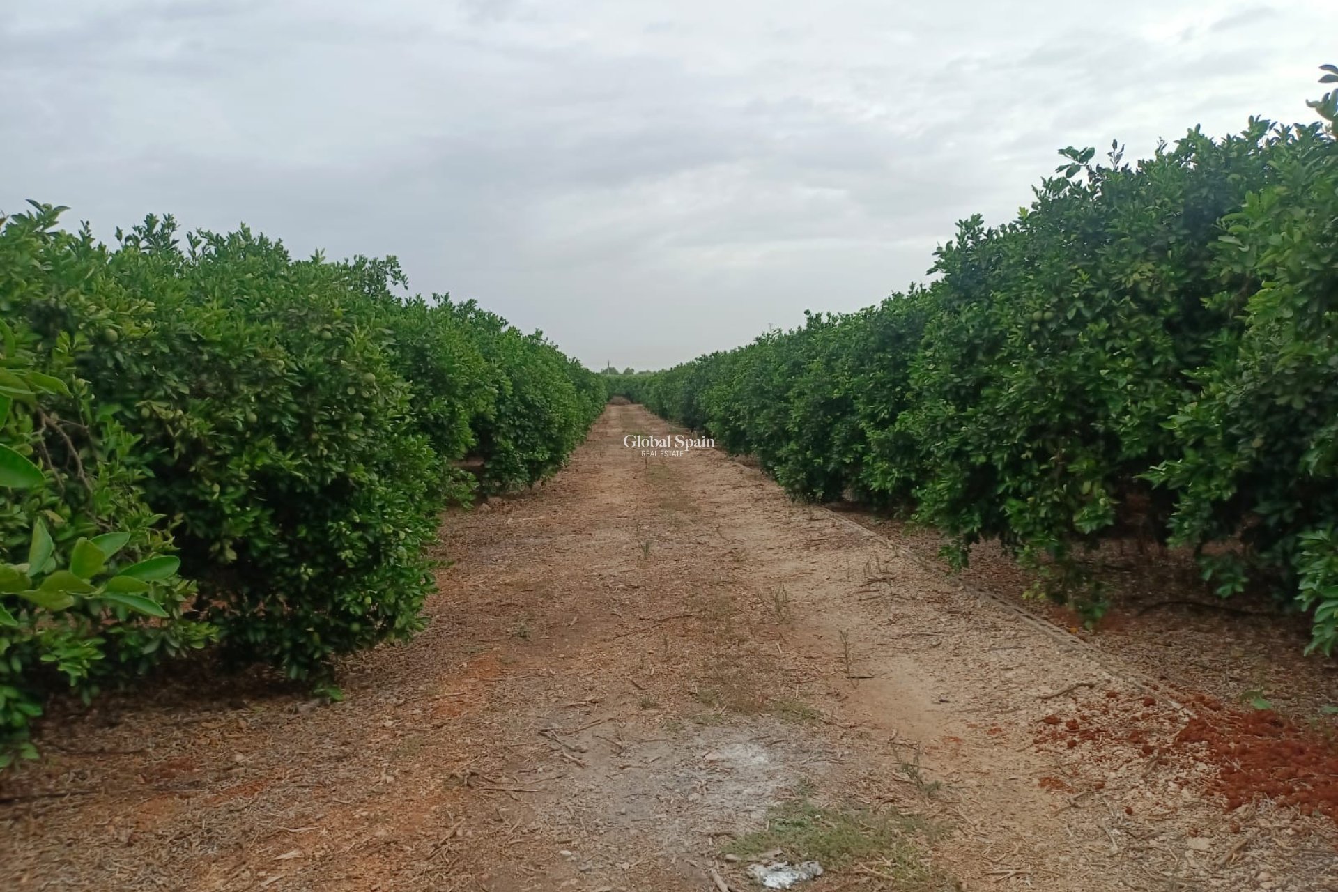 Revente - PARCELLE DE TERRAIN -
PEDREGUER - Pedreguer