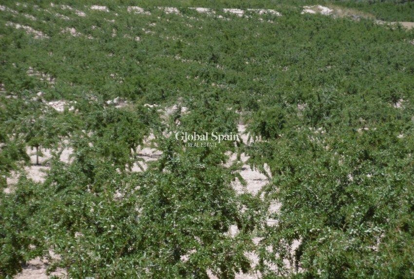 Revente - PARCELLE DE TERRAIN -
YECLA - Inland