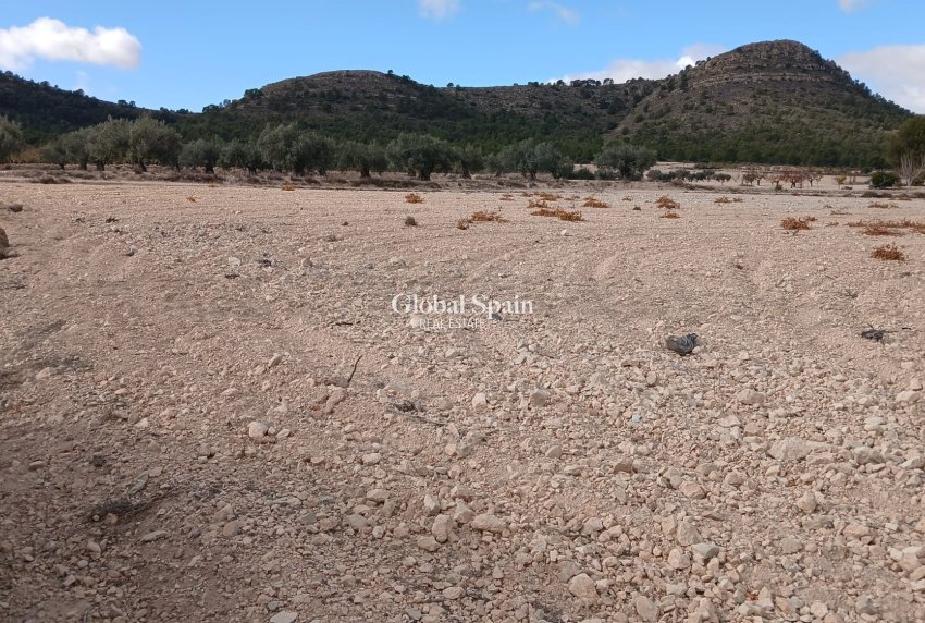 Revente - PARCELLE DE TERRAIN -
YECLA - Inland