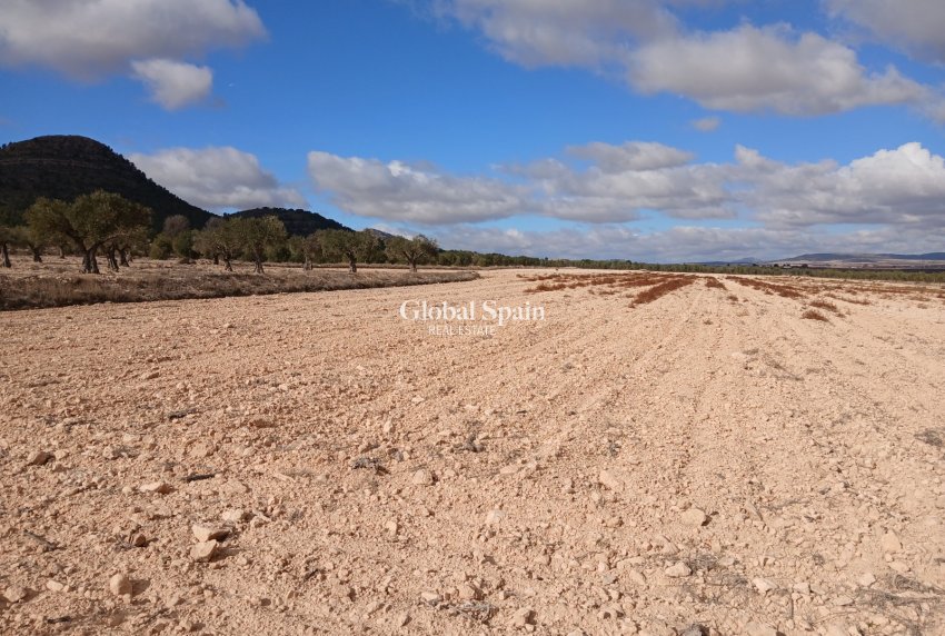 Revente - PARCELLE DE TERRAIN -
YECLA - Inland