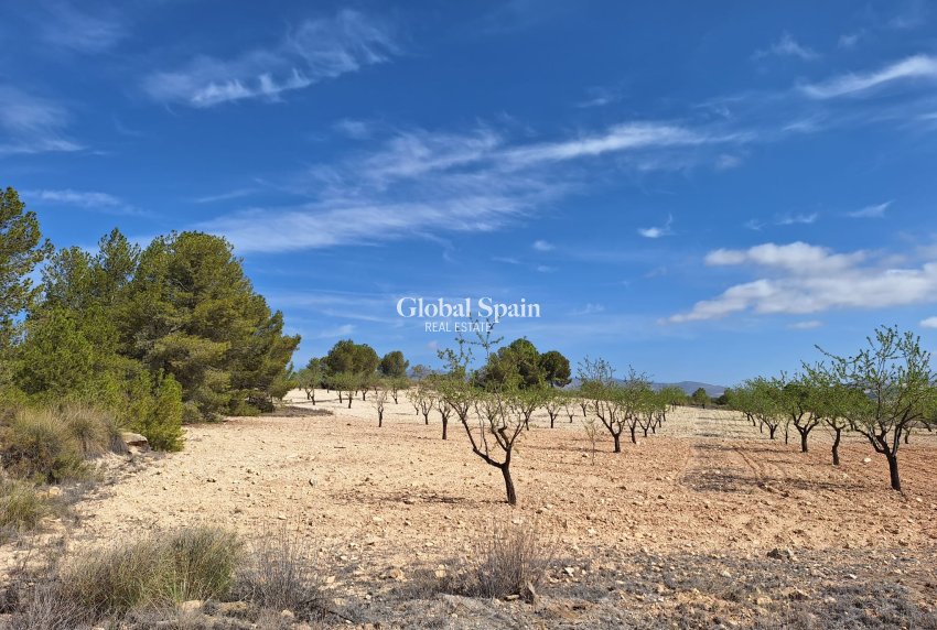 Revente - Sol -
La Zarza