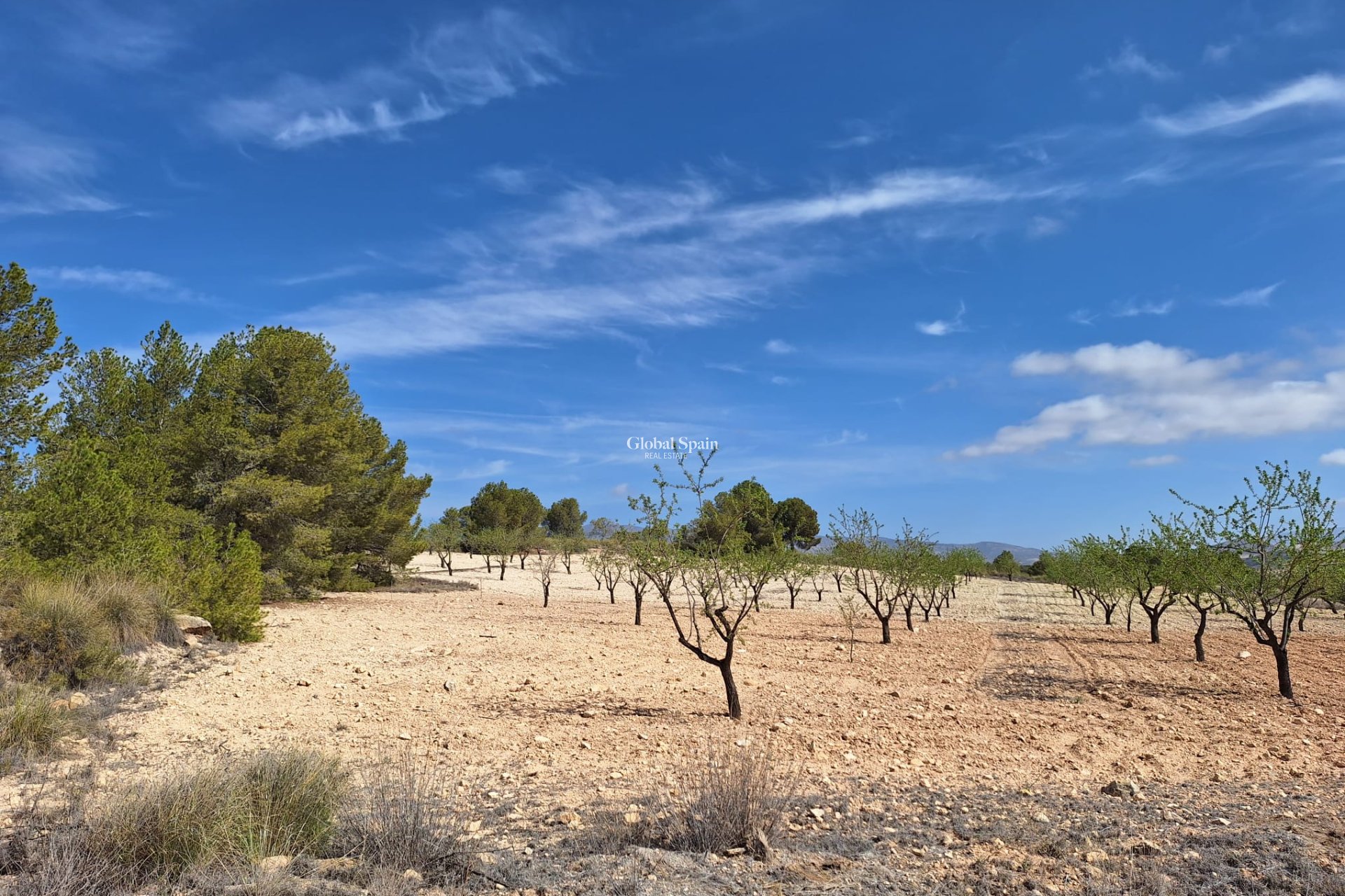 Revente - Sol -
La Zarza