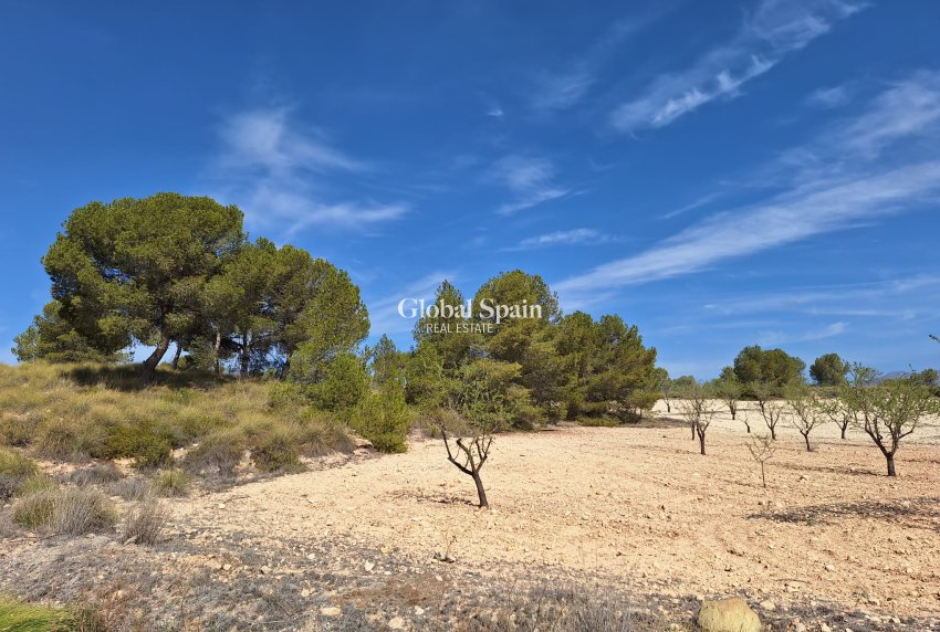 Revente - Sol -
La Zarza