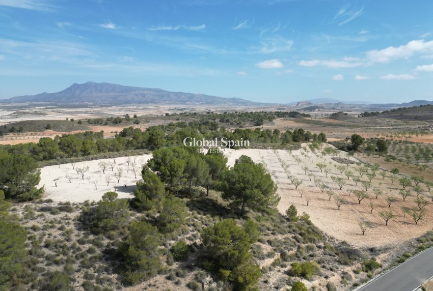 Revente - Sol -
La Zarza