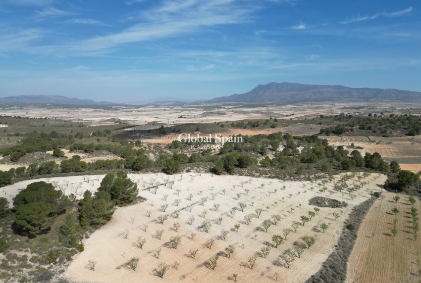 Revente - Sol -
La Zarza