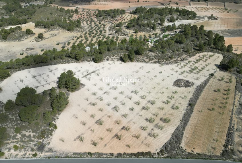 Revente - Sol -
La Zarza