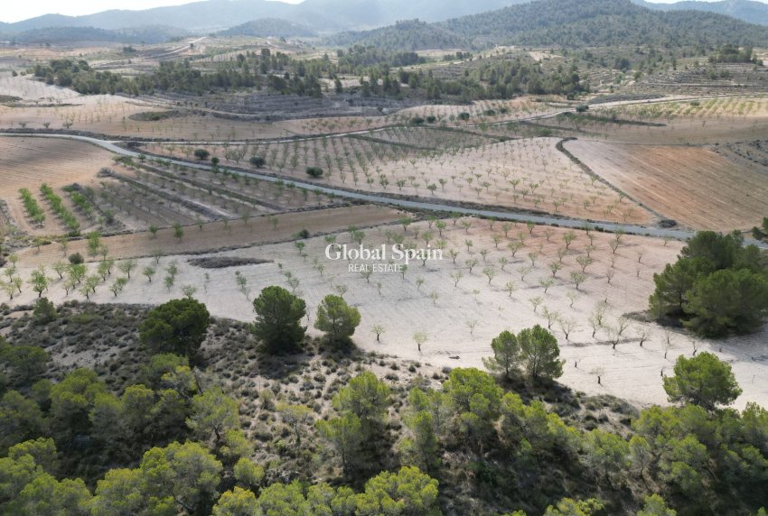 Revente - Sol -
La Zarza