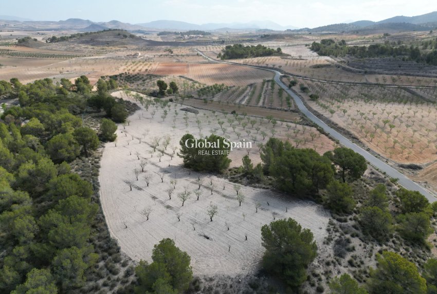 Revente - Sol -
La Zarza