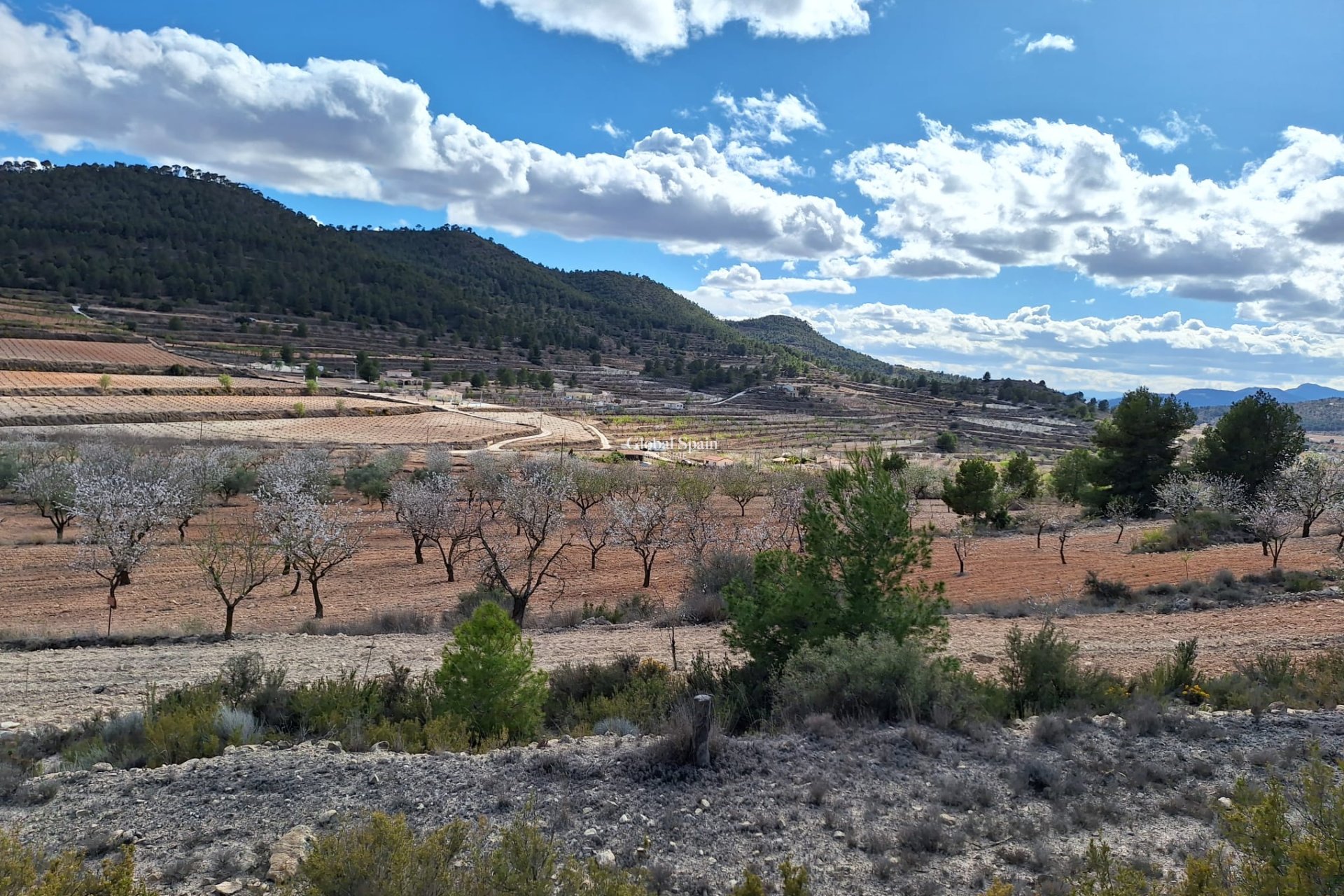 Revente - Sol -
Pinoso