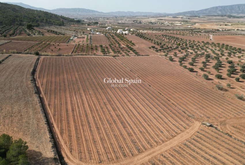 Revente - Sol -
Pinoso