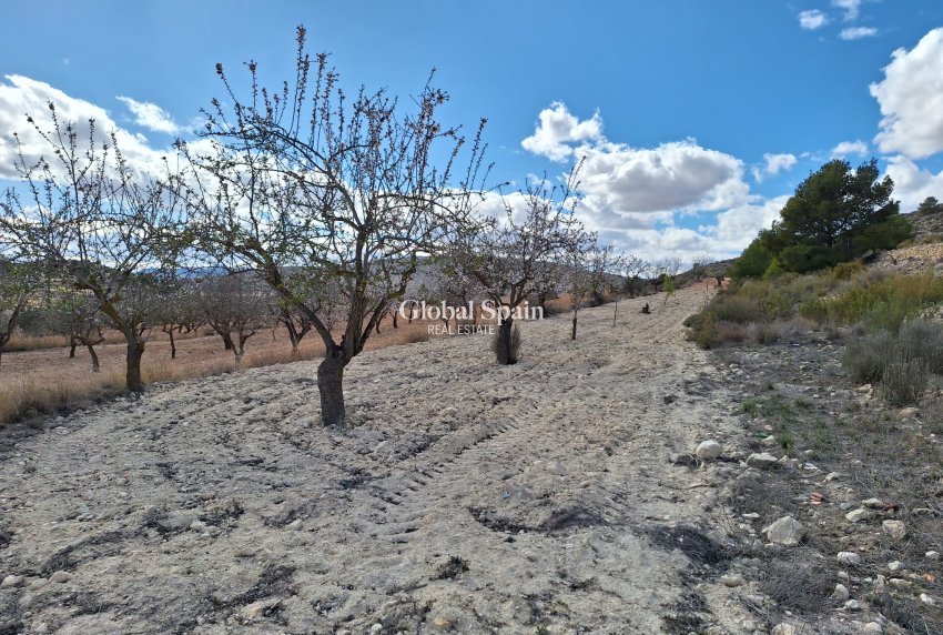 Revente - Sol -
Pinoso