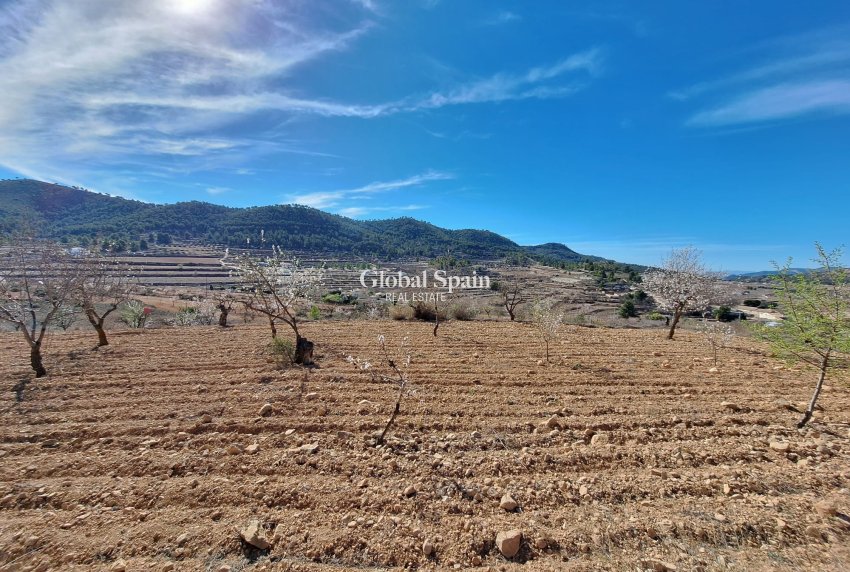 Revente - Sol -
Pinoso