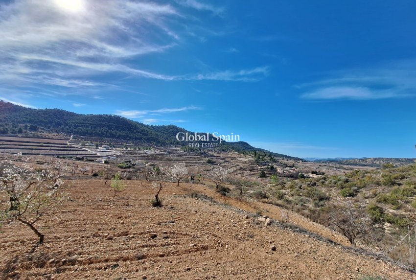 Revente - Sol -
Pinoso