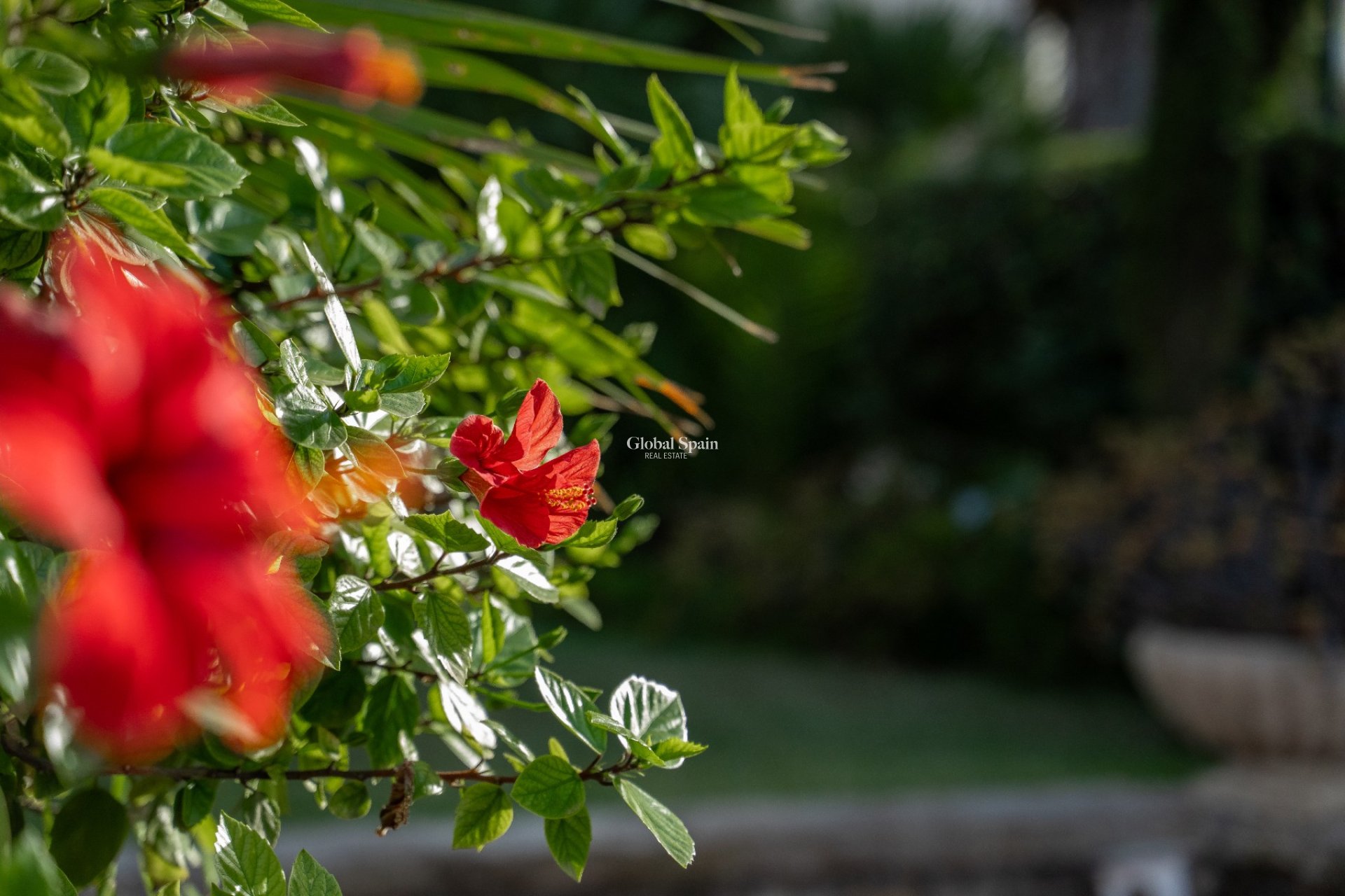 Revente - VILLA -
ALICANTE - Costa Blanca