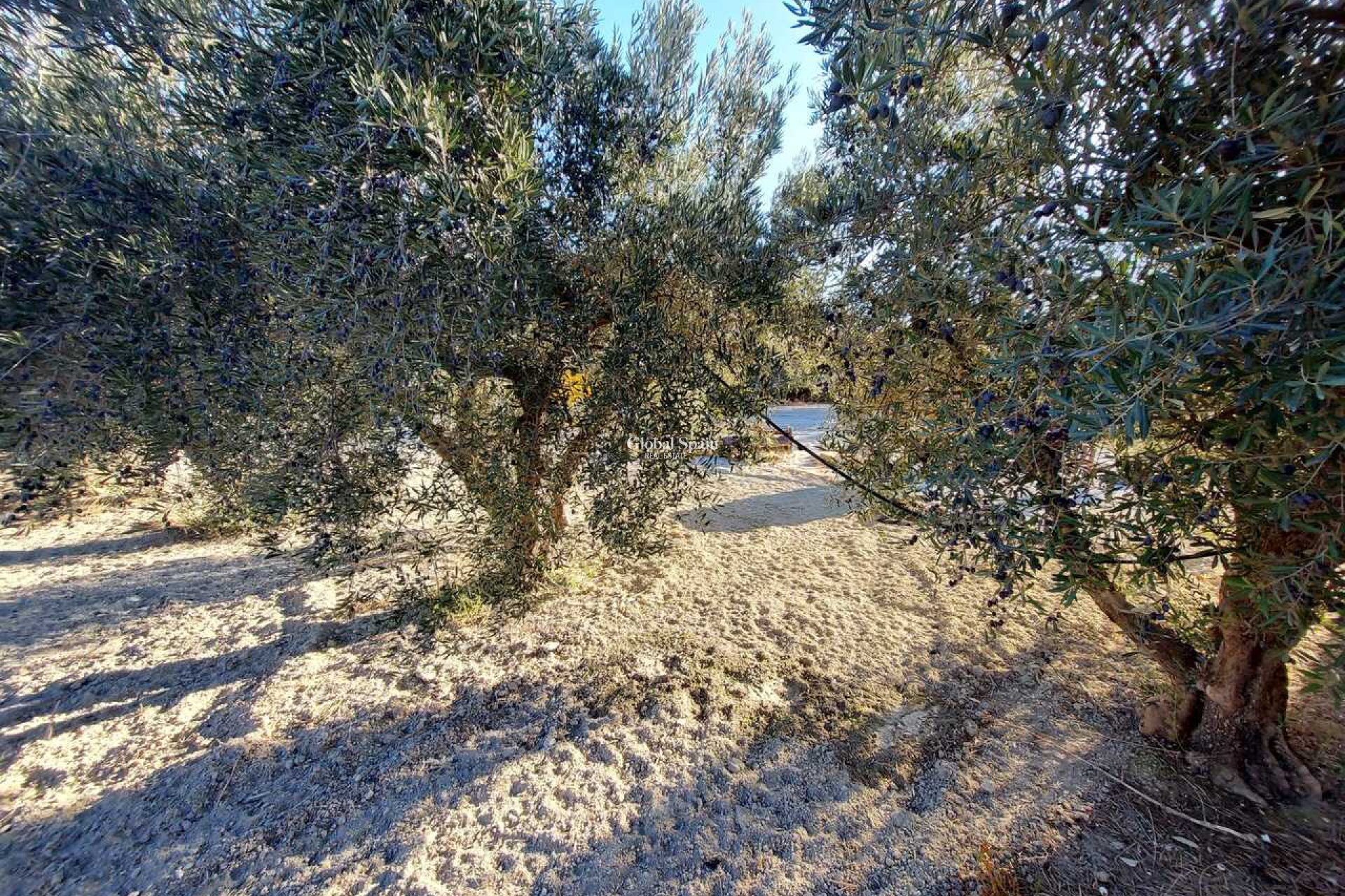 Revente - VILLA -
CALASPARRA - Inland