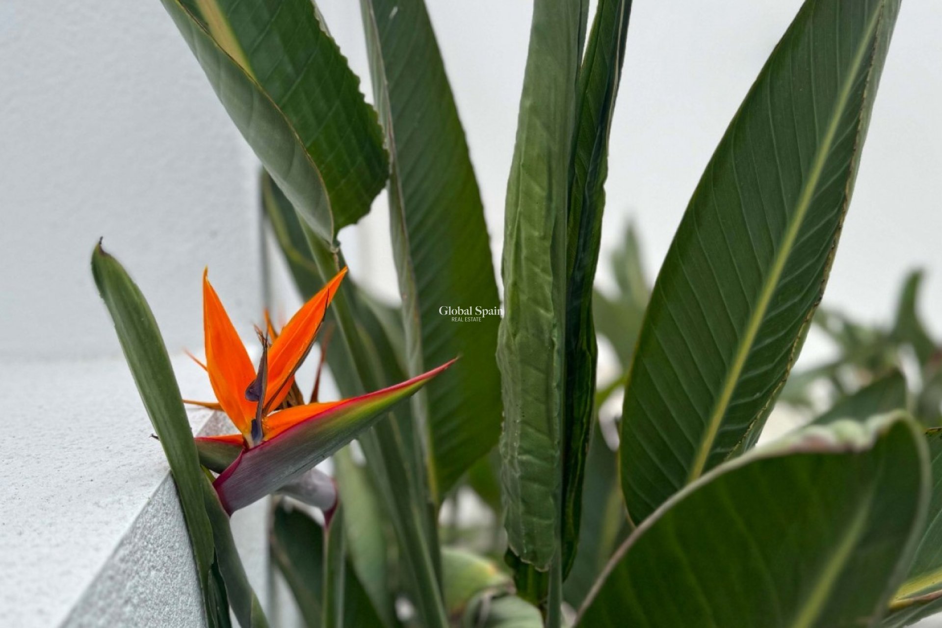 Revente - VILLA -
TORREVIEJA - LOS BALCONES - LOS ALTOS