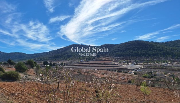 TERRENO - Venta - PINOSO -
                Pinoso