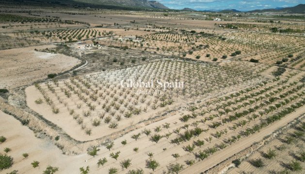 Tierra - Venta - Pinoso -
                Pinoso