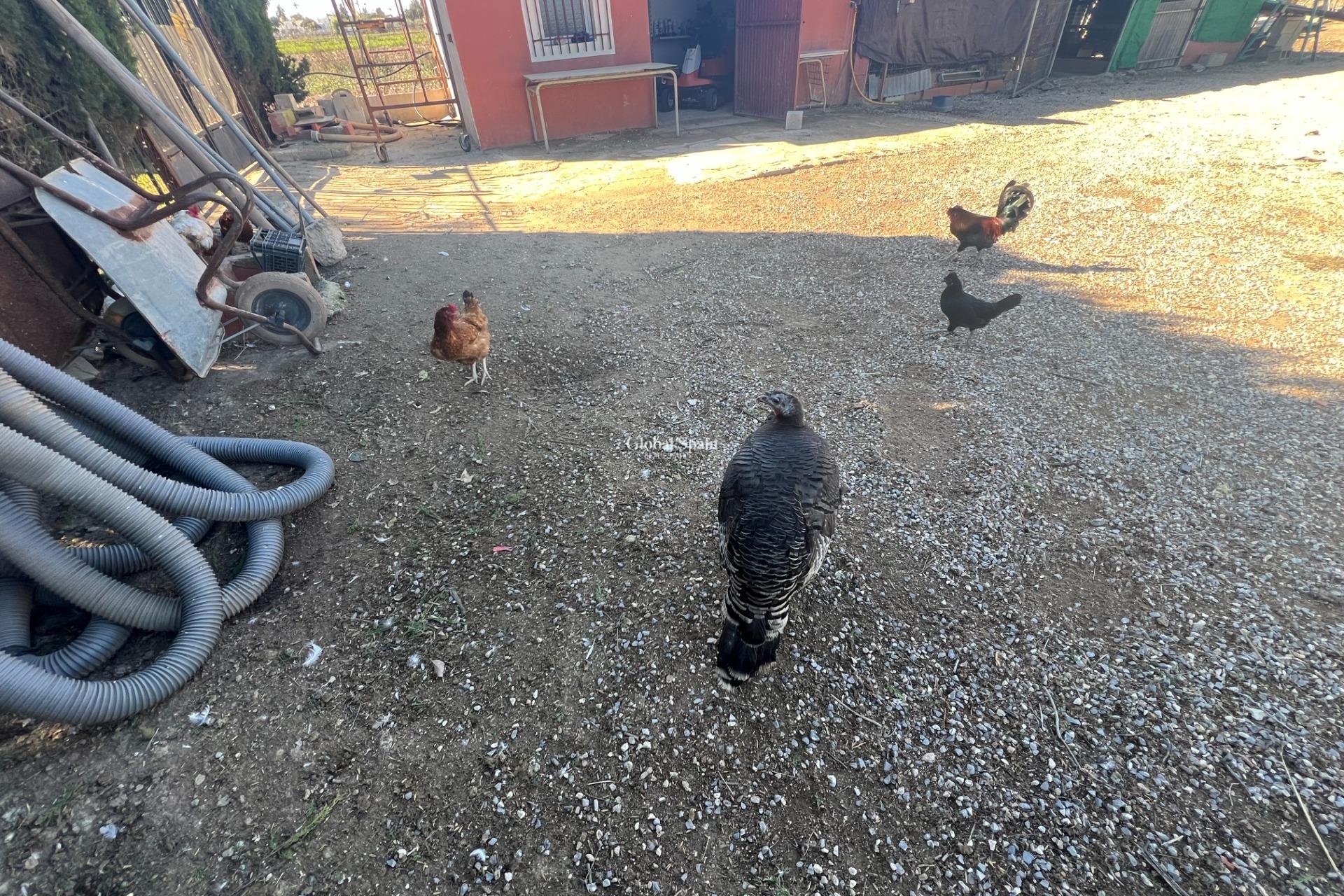 Venta - CASA -
DOLORES - Comunidad Valenciana