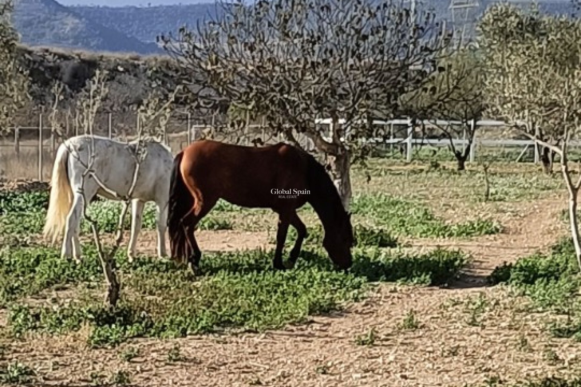 Venta - CASA -
MONÓVAR - Inland