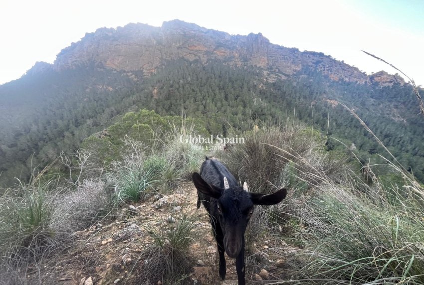 Venta - CASA -
MURCIA - Inland