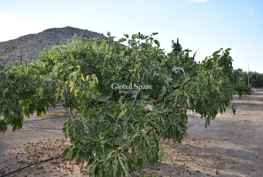 Venta - CASA -
TORRE PACHECO - Dolores De Pacheco