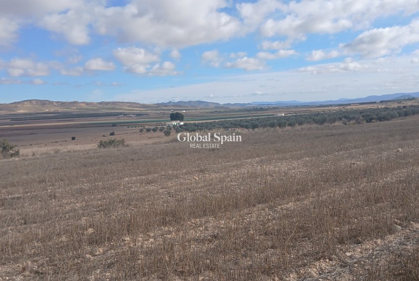 Venta - TERRENO -
YECLA - Inland