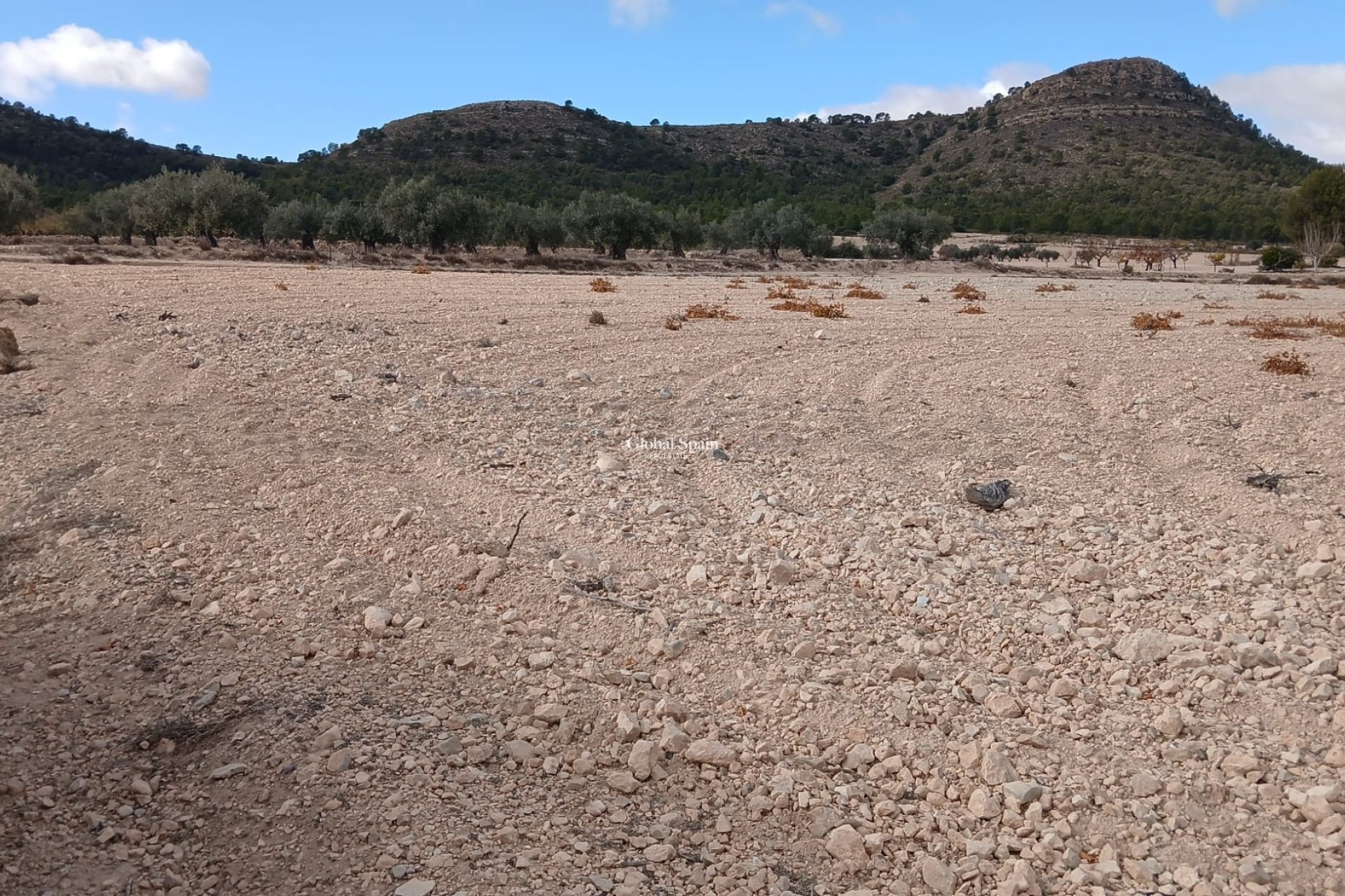 Venta - TERRENO -
YECLA - Inland