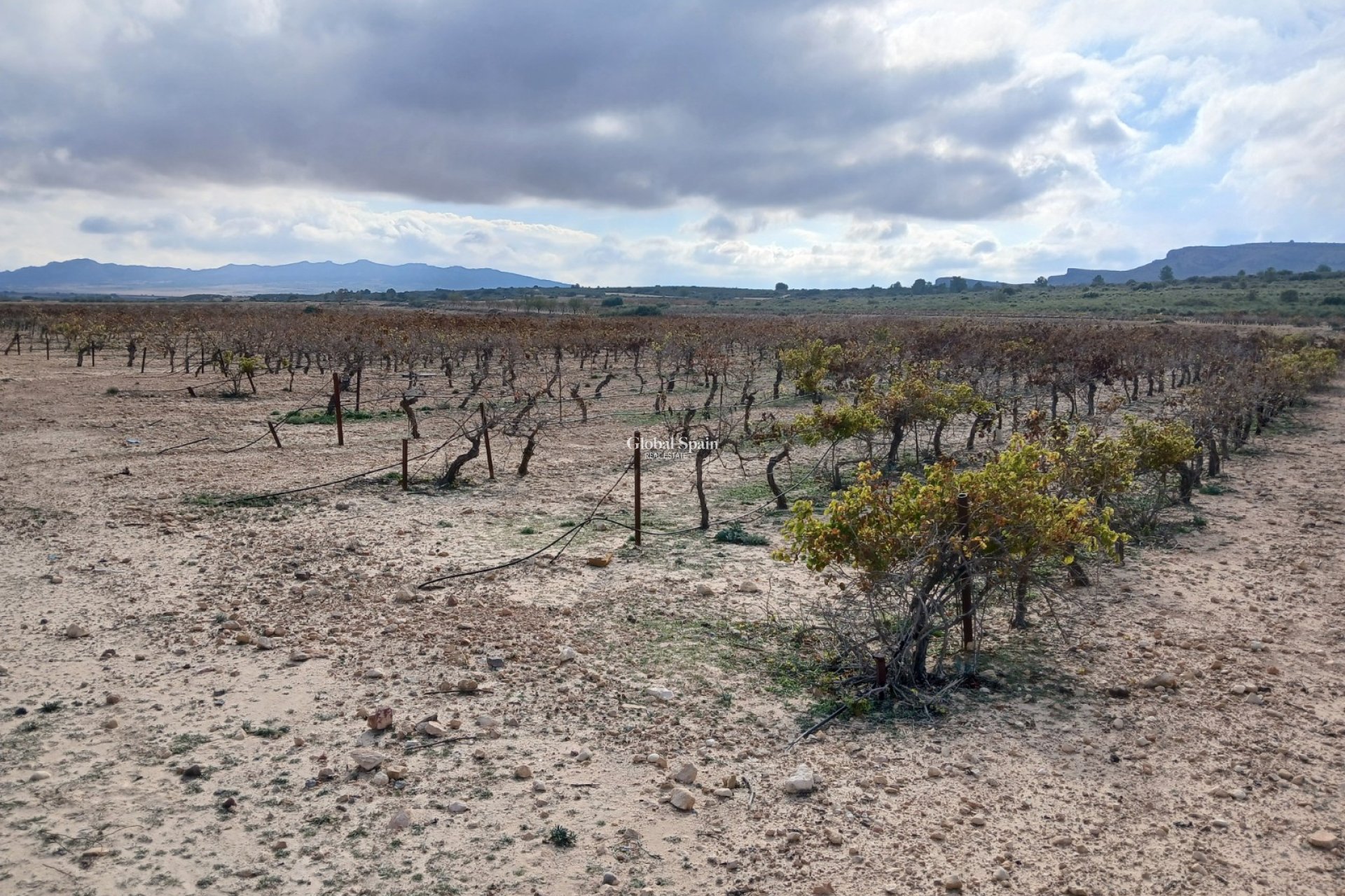 Venta - TERRENO -
YECLA - Inland