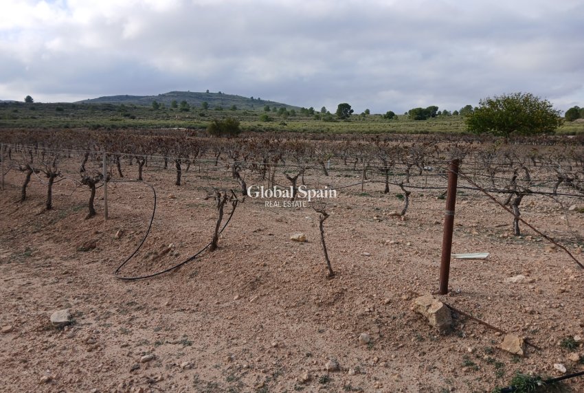 Venta - TERRENO -
YECLA - Inland