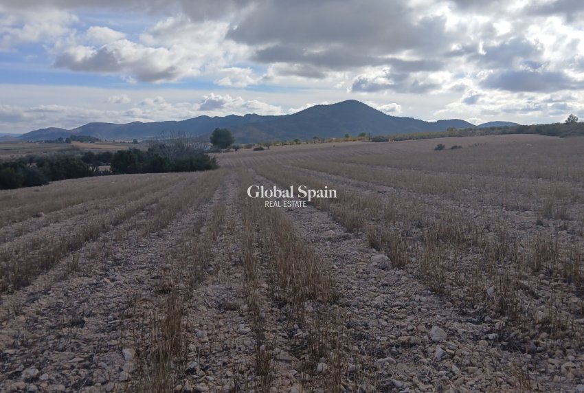 Venta - TERRENO -
YECLA - Inland