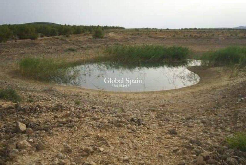 Venta - TERRENO -
YECLA - Inland