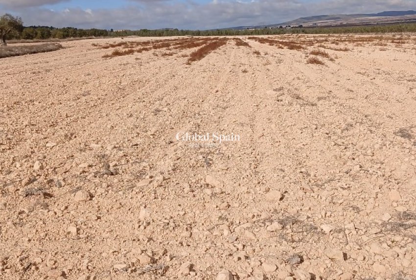 Venta - TERRENO -
YECLA - Inland