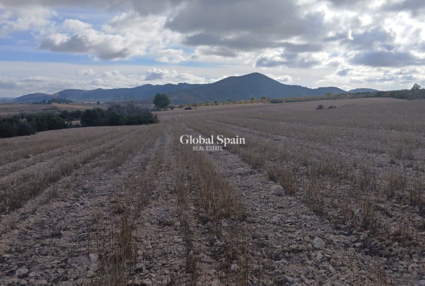 Venta - TERRENO -
YECLA - Inland